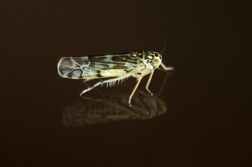 Eupteryx florida